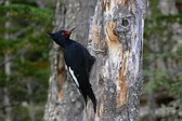 Magellanic Woodpecker