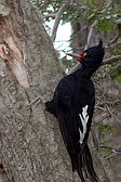 Magellanic Woodpecker