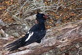 Magellanic Woodpecker