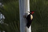 Cream-backed Woodpecker