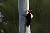 Cream-backed Woodpecker