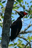 Cream-backed Woodpecker