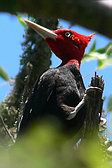 Cream-backed Woodpecker