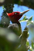 Cream-backed Woodpecker