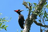 Cream-backed Woodpecker