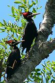 Cream-backed Woodpecker