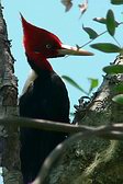 Cream-backed Woodpecker