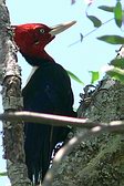 Cream-backed Woodpecker