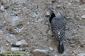 Chilean Flicker