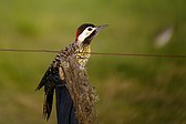 Green-barred Woodpecker