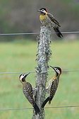 Green-barred Woodpecker