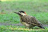 Green-barred Woodpecker