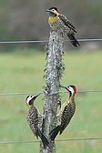 Green-barred Woodpecker