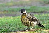 Green-barred Woodpecker