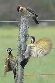 Green-barred Woodpecker