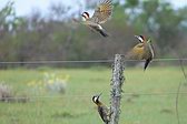 Green-barred Woodpecker