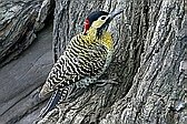 Green-barred Woodpecker