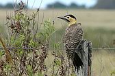 Field Flicker