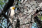 White-fronted Woodpecker