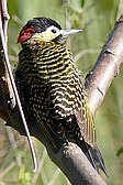 Green-barred Woodpecker