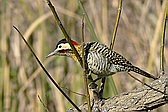 Green-barred Woodpecker