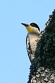 White-fronted Woodpecker