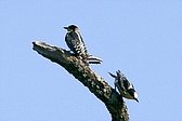 White-fronted Woodpecker