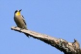 White-fronted Woodpecker