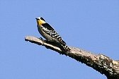 White-fronted Woodpecker