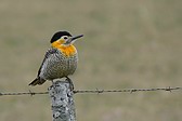 Field Flicker