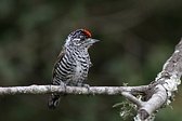 Magellanic Woodpecker