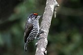 Magellanic Woodpecker