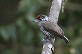 Magellanic Woodpecker