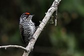 Magellanic Woodpecker