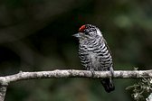 Magellanic Woodpecker