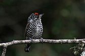 Magellanic Woodpecker