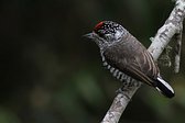 Magellanic Woodpecker