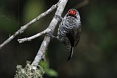 Magellanic Woodpecker