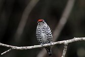 Magellanic Woodpecker