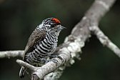 Magellanic Woodpecker