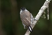 Magellanic Woodpecker