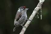 Magellanic Woodpecker