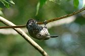 White-barred Piculet