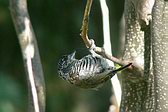 White-barred Piculet