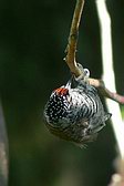 White-barred Piculet