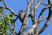 White-barred Piculet