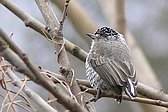 White-barred Piculet