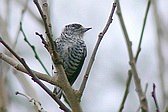 White-barred Piculet