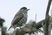 White-barred Piculet