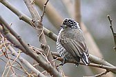 White-barred Piculet